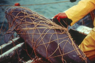 Vaquita marina atrapada en las redes de pesca de la totoaba. Imagen: NOAA / Flickr